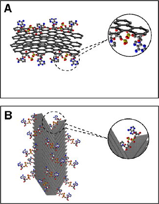Representació esquemàtica (no a escala) de les possibles interaccions de les molècules de NADH
