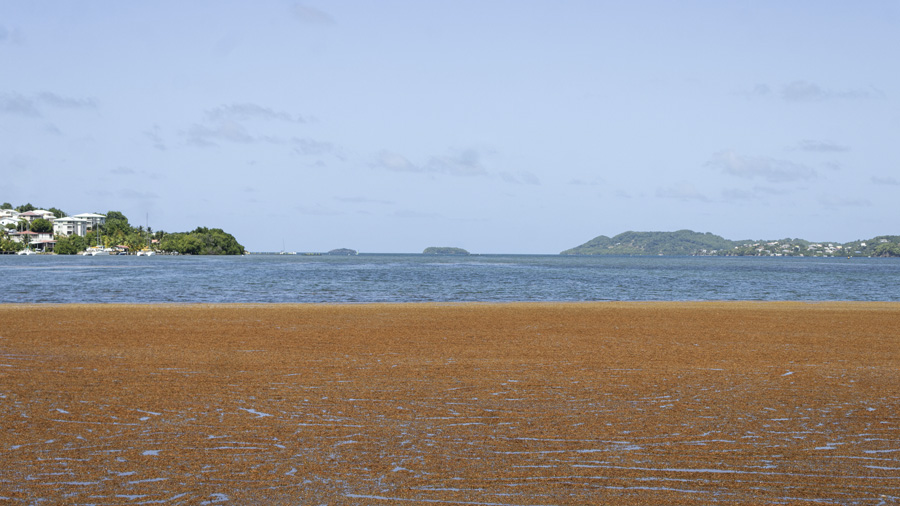 platja del Carib amb sargàs