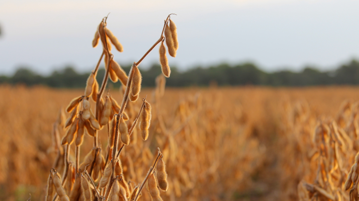 Camps de cultiu de soja