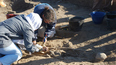 Nova visió de la dieta prehistòrica analitzant la placa dental