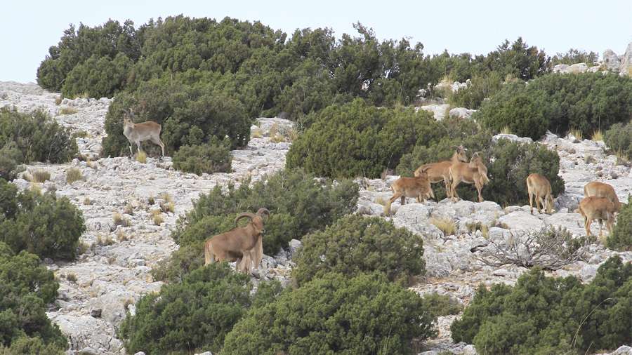 Cabres salvatges i arruis en una regió muntanyenca murciana / Foto: Sergio Eguía