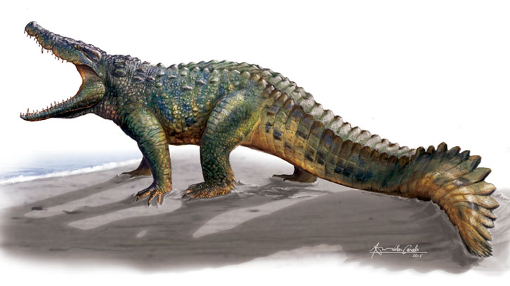 Imatge del cocodril hulki