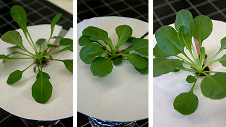 espècies hiperacumuladores metalls pesants