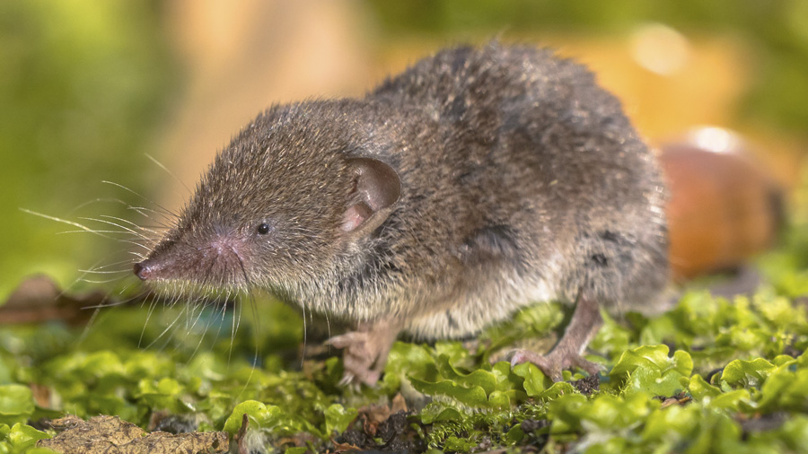 Musaraña. Foto IstockPhoto, autor: mauribo
