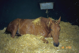 Líquid peritoneal per a còlic als cavalls
