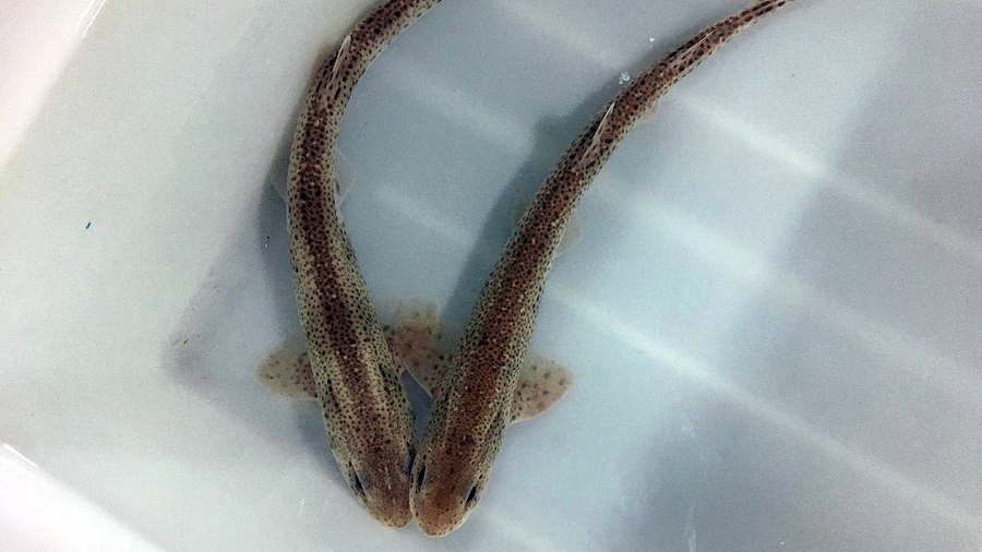 Pintarroja (Scyliorhinus Canicula)