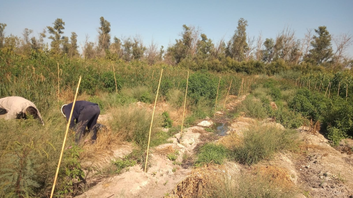 Parcel·les cultivades 