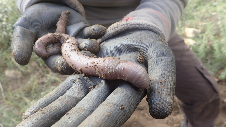 Cuc de terra gegant <em>Norana najaformis</em>, el genoma del qual va ser seqüenciat per primer