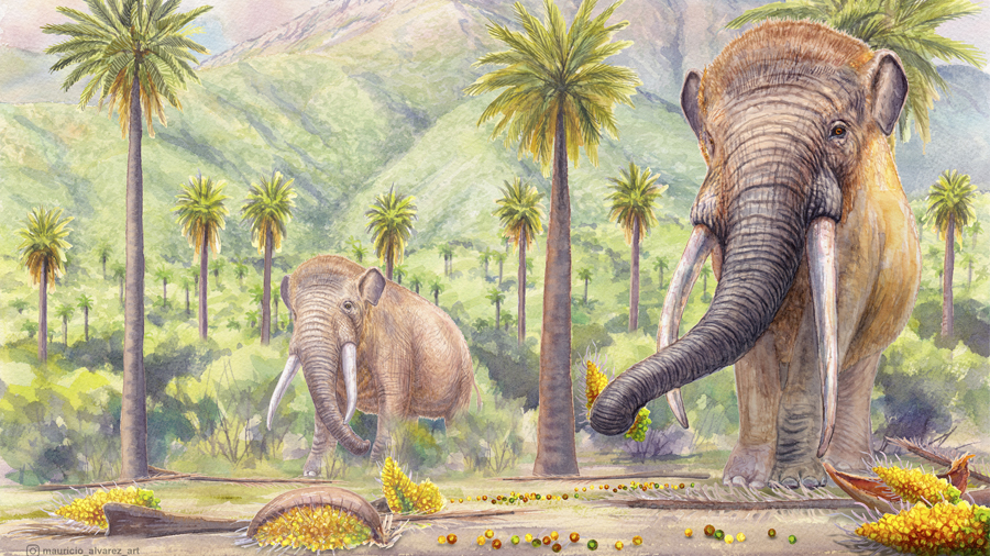 Il·lustració de l'espècie extinta de proboscidi Notiomastodon platensis Autor: Maurici Álvarez.