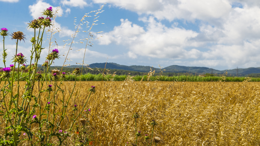 Paisatge rural de Catalunya