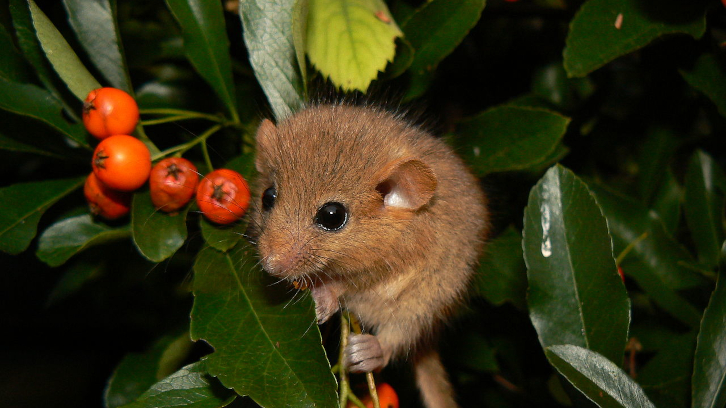 Una rata dormidora rogenca