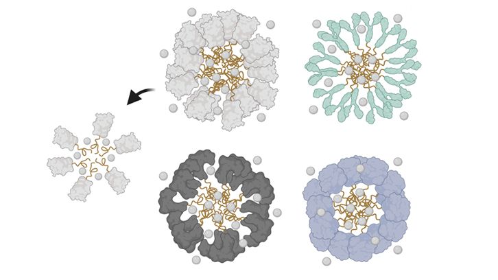 respresentació de proteïnes