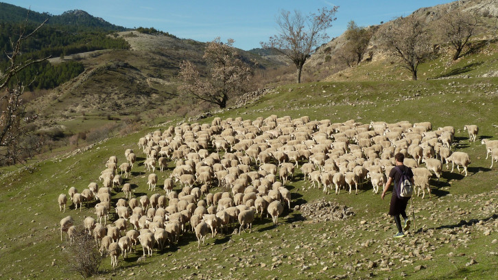 imatge representant de la pastura