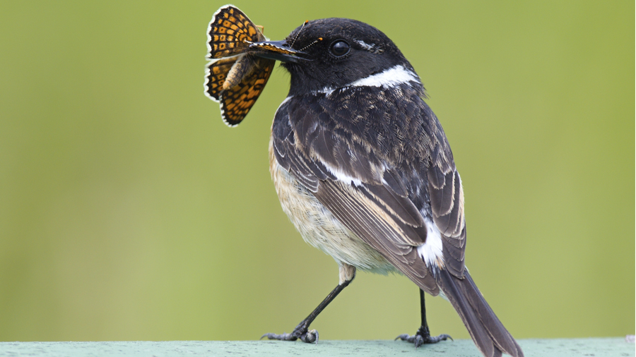 Saxicola Rrubicola Foto Stansislav Harvancik