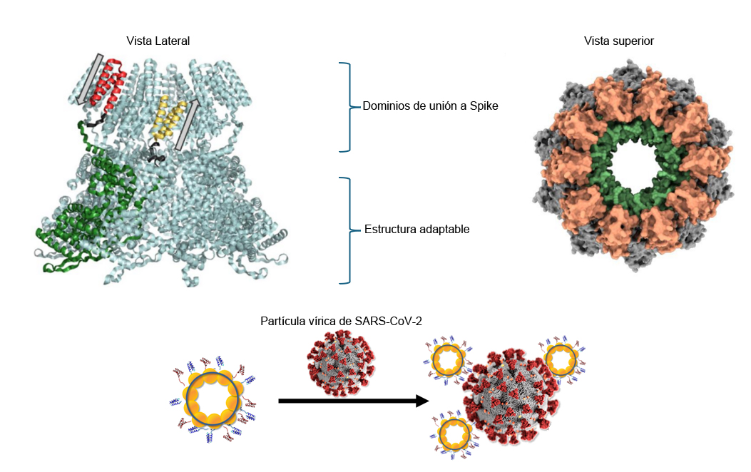 Il·lustració de l'estructura del nanoanell de proteïnes 