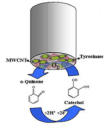 Reacció de catecol amb tirosinasa