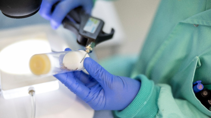 Model d¿infecció experimental de mosca