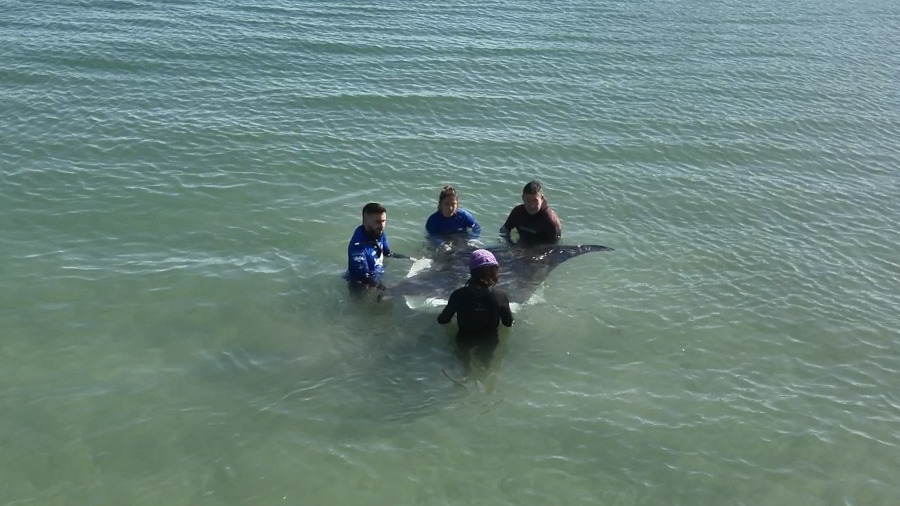 Manta avistada a Oliva, València