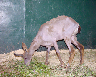 Isard hospitalitzat a la Facultat de Veterinària