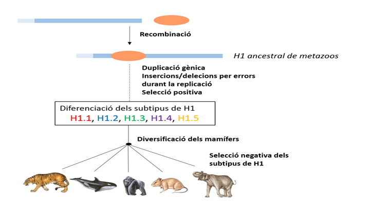 Estudi de l'evolució molecular