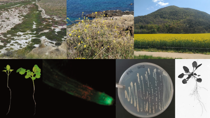 Diverses imatges de plantes a la natura i al laboratori