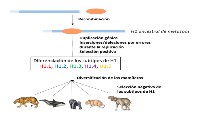 Estudi de l'evolució molecular
