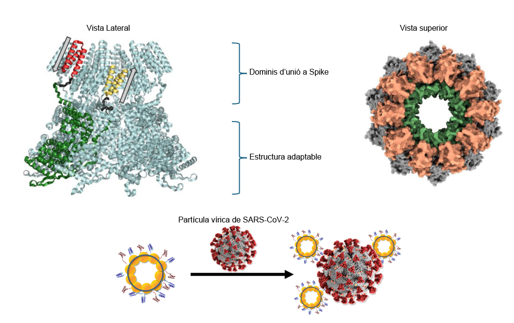 Il·lustració de l'estructura del nanoanell de proteïnes 