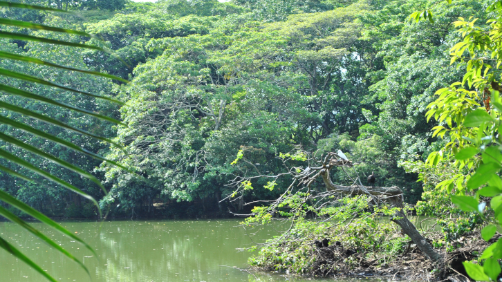 Fotografia d'un aiguamoll