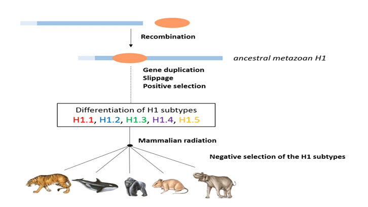 Estudi de l'evolució molecular