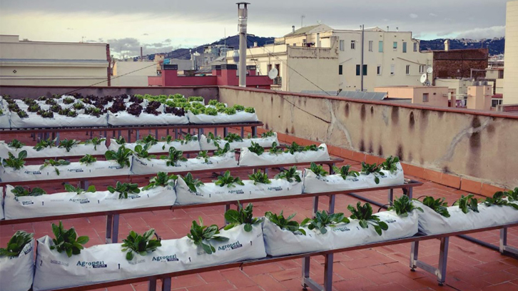 Jardines en azoteas para la inclusión salud y bienestar de colectivos vulnerables