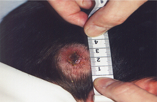 Nova malaltia transmesa per paparres