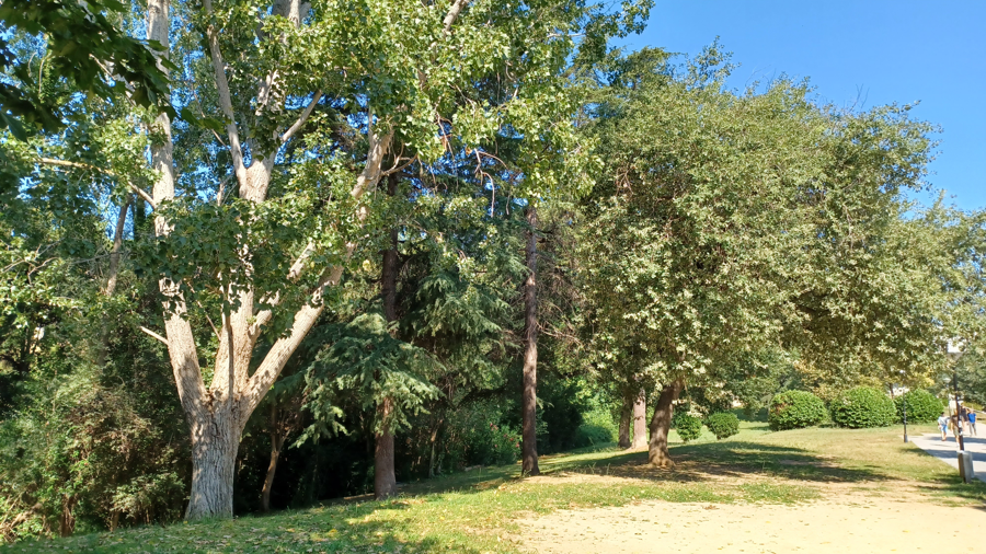 Arbres del campus 