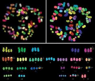 Noves pistes sobre la progressió dels tumors