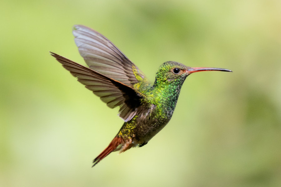 Imatge noti birdwatching