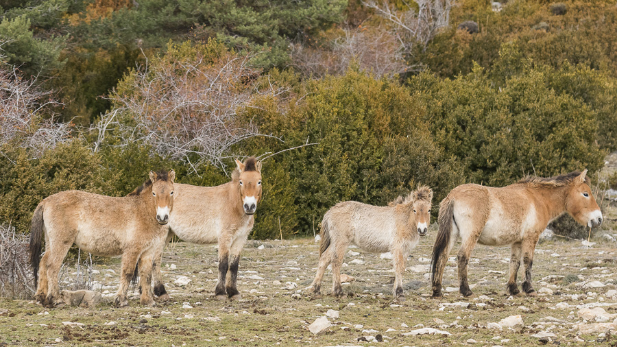 Cavalls de Przewalski a la Reserva Nacional de Caça de Boumort. Autor: Jordi Bartolomé (UAB)