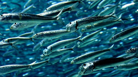 Peixos llanterna ICTA-UAB