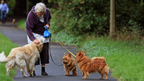 Postgrau Antrozoologia