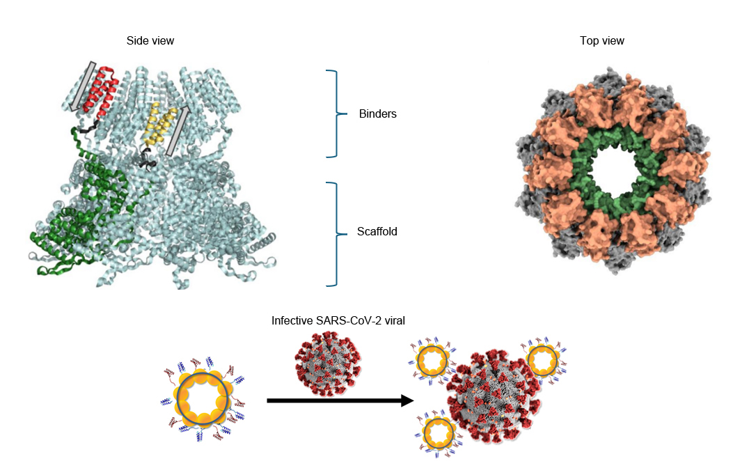 Il·lustració de l'estructura del nanoanell de proteïnes 