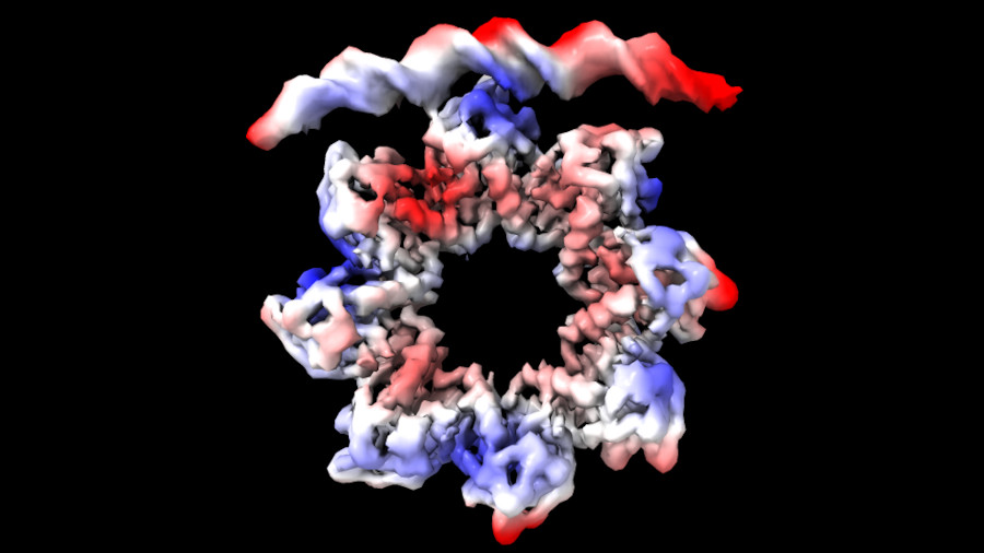 La proteïna MraZ, amb forma d'anell format per vuit subunitats
