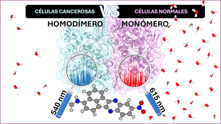 Esquema enzims de la COX-2