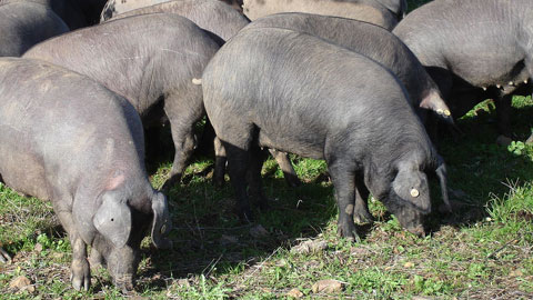Iberian pigs