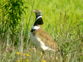 Sisó mascle Tetrax tetrax