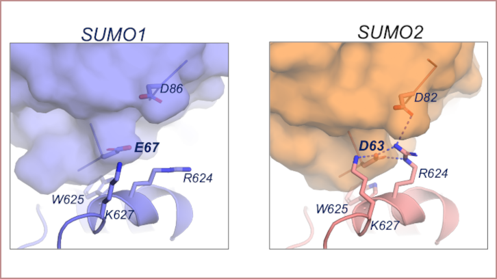 Comparació de les estructures de SENP5-SUMO1 i  de SENP5-SUMO2