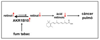 Un enzim podria contribuir al càncer de pulmó associat al consum de tabac