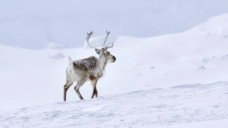 imatge representant de caripu