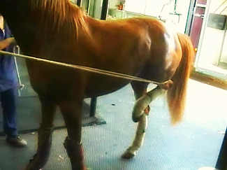 Malaltia nerviosa als cavalls